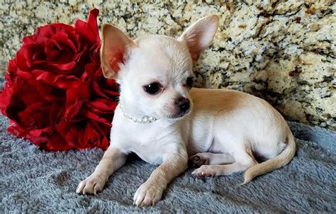 Designer Xmas Pups &183; Knoxville &183; 1221 pic. . Chihuahua puppies for sale by owner